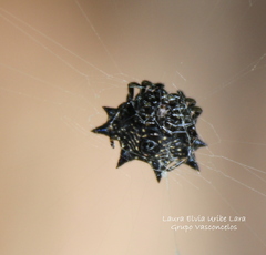 Gasteracantha cancriformis