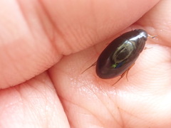 Sternolophus rufipes