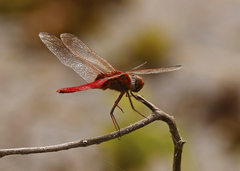 Urothemis aliena