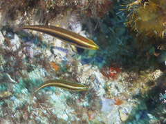 Stethojulis interrupta