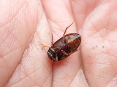 Sternolophus rufipes