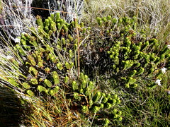 Veronica pauciramosa