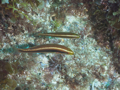 Stethojulis interrupta