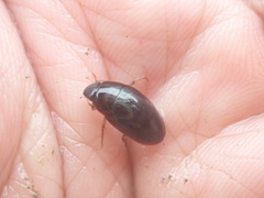 Sternolophus rufipes