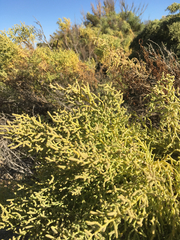 Allenrolfea occidentalis