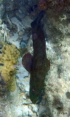 Cephalopholis cruentata