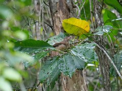 Colluricincla rufogaster