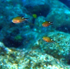 Azurina multilineata