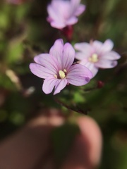 Epilobium australe