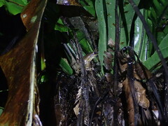 Polypedates megacephalus