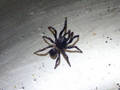 Conothele taiwanensis