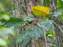 Colluricincla rufogaster