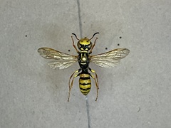 Philanthus crabroniformis