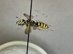 Philanthus crabroniformis