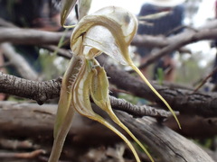 Pterostylis biseta
