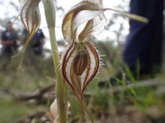 Pterostylis biseta