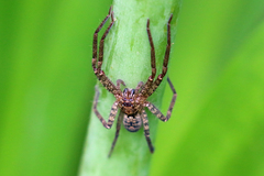Heteropoda