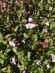Epilobium australe
