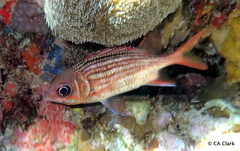 Neoniphon vexillarium