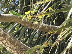 Iguana iguana