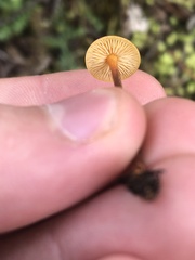 Heimiomyces