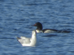 Larus argentatus