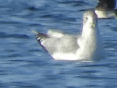 Larus argentatus