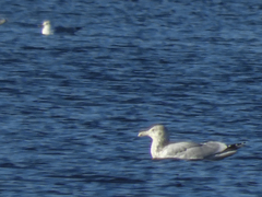 Larus delawarensis