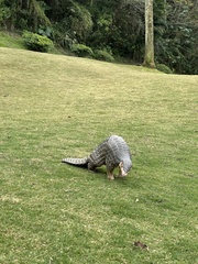 Manis pentadactyla pentadactyla