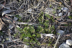 Ceratocephala testiculata