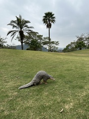 Manis pentadactyla pentadactyla