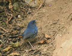 Luscinia phaenicuroides