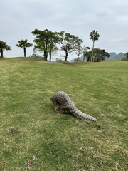 Manis pentadactyla pentadactyla