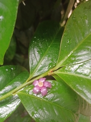 Ardisia