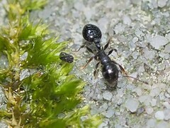 Temnothorax longispinosus