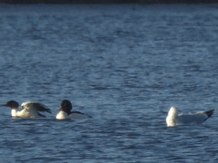 Larus delawarensis
