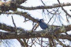 Cyanocitta stelleri restricta