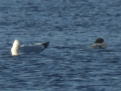 Larus delawarensis