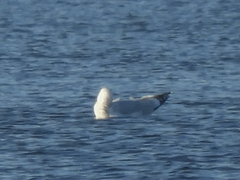 Larus delawarensis