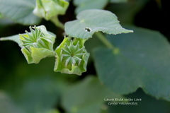 Abutilon abutiloides