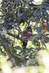 Trogon mexicanus