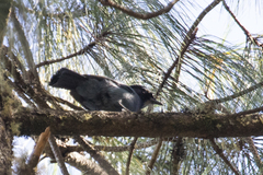 Cyanocitta stelleri restricta