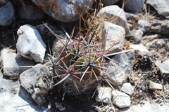 Echinocactus