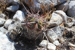 Echinocactus