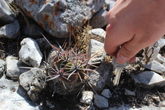 Echinocactus