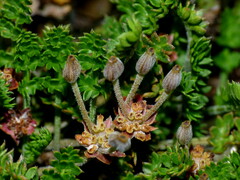 Chaerophyllum colensoi
