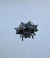Gasteracantha cancriformis