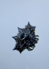 Gasteracantha cancriformis
