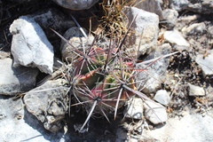 Echinocactus