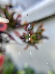 Gasteracantha cancriformis